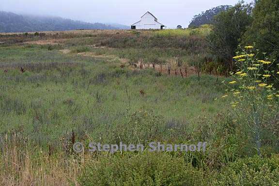meadow and barn pt reyes station 1 graphic